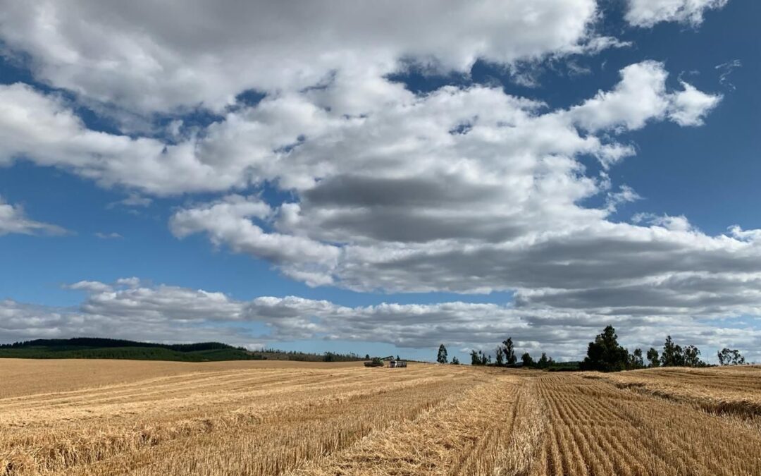 Instituto de Ciencias Agrícolas de Nestlé firma alianza con INIA para investigar aplicación de prácticas regenerativas en el cultivo de cereales