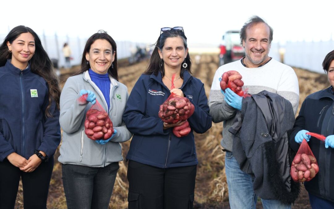 Región de Magallanes:  “El semillero más austral del país” ha logrado producir más de 130 toneladas de papas en los últimos tres años