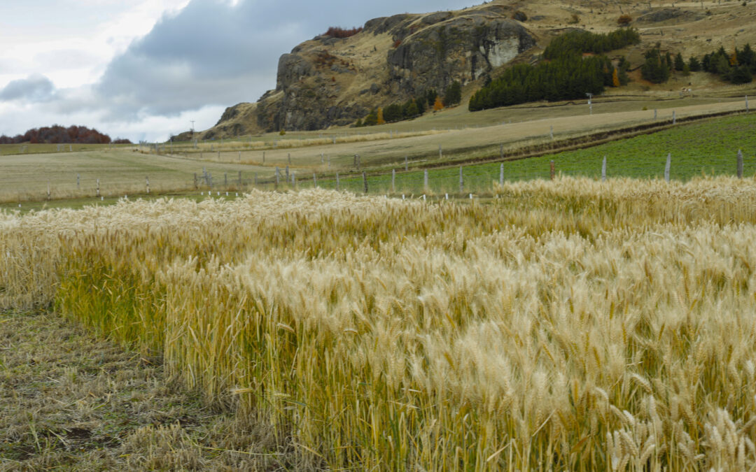 INIA y CORFO invita a jornada de charlas y día de campo sobre avances de programa de cultivos de granos para alimentación animal