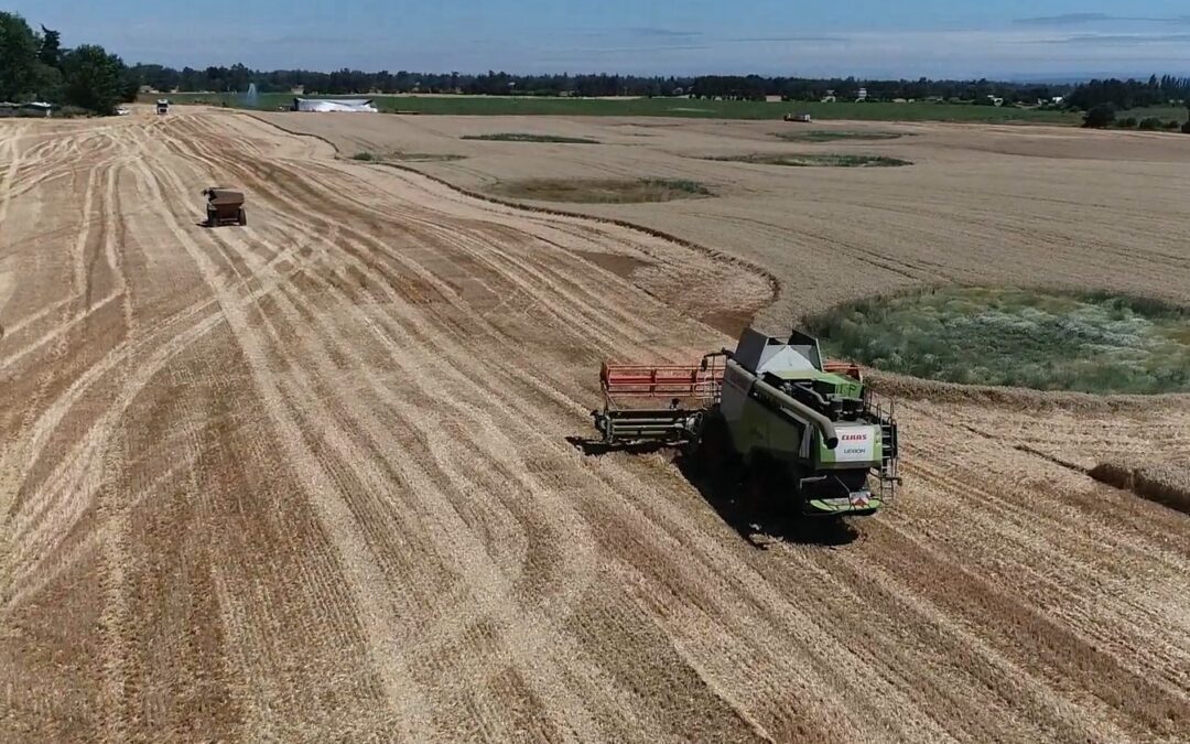 MONARKA-INIA: trigo invernal obtiene récord de rendimiento