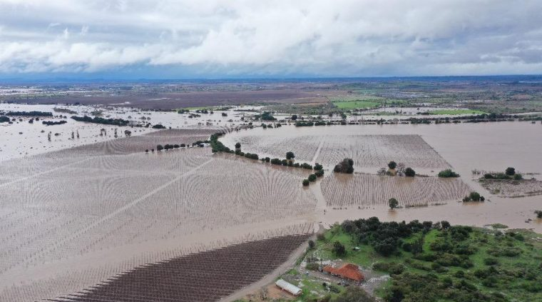 Efectos del temporal en el Agro: Expertos de INIA Rayentué entregan recomendaciones