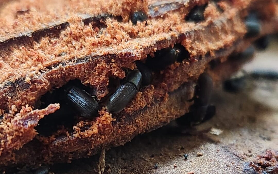 Investigadores de INIA desarrollan cebo en base a semioquímicos para controlar agresiva plaga forestal