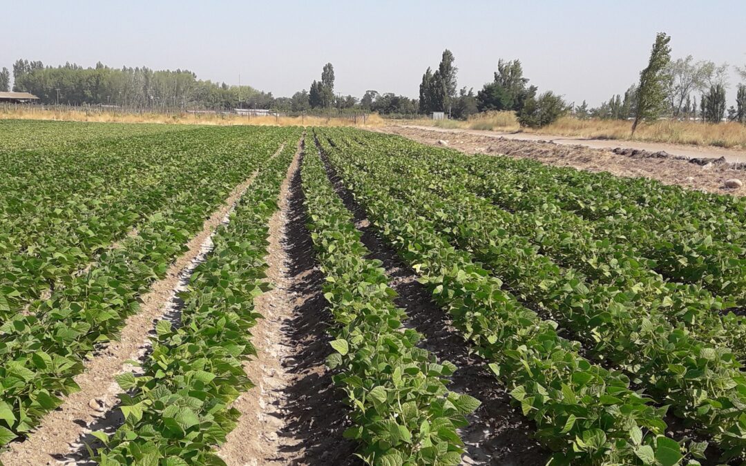 Nuevos Informativos: prevención de virosis aumenta el rendimiento en el cultivo de poroto