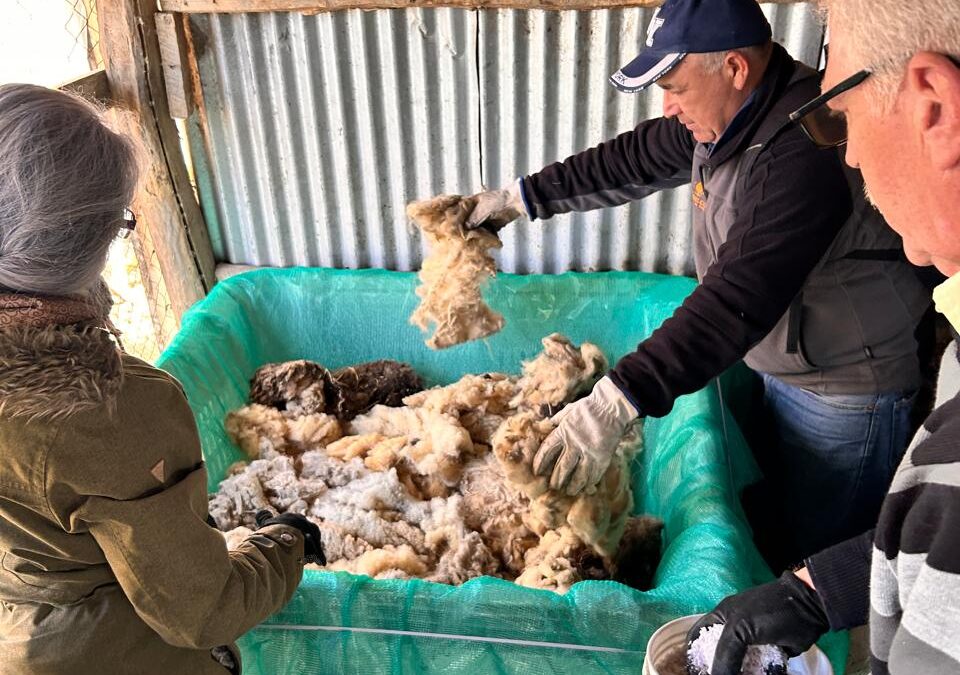 Agricultores utilizan lana de oveja como biofertilizante