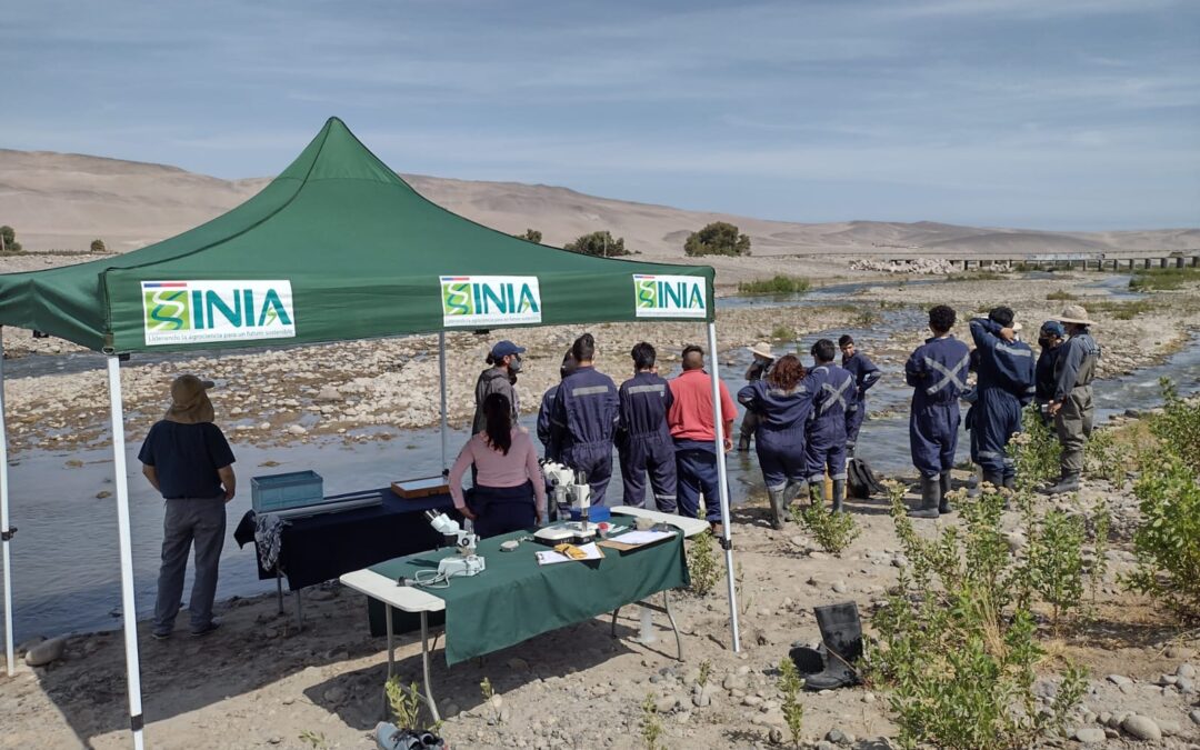 INIA Ururi finaliza programa de control de jerjeles y asegura continuidad del proyecto