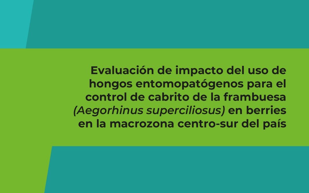 Evaluación de impacto del uso de hongos entomopatógenos para el control de cabrito de la frambuesa (Aegorhinus superciliosus) en berries en la macrozona centro-sur del paĆs