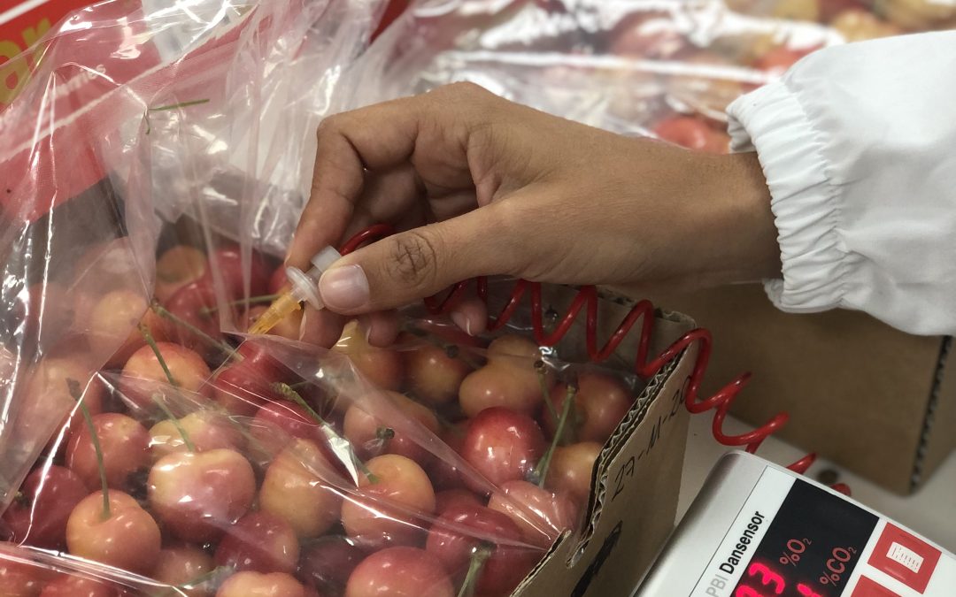 Variedad de cereza  100% chilena avanza hacia su Registro de Protección