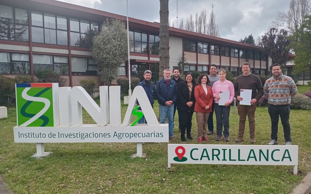 En La Araucanía desarrollarán nuevo circuito productivo con la variedad de trigo Karnaval INIA