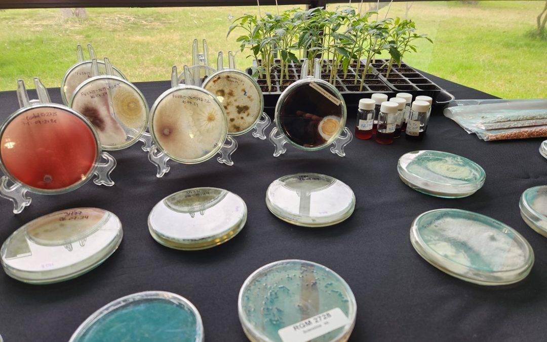Durante dos días Chillán será la capital mundial del Control Biológico y de los Bioinsumos