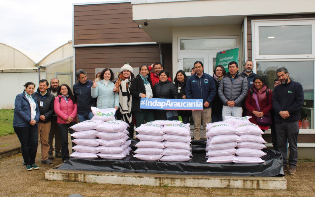 Pequeños agricultores de INDAP recibieron semilla de arveja certificada gracias al Convenio Tranapuente