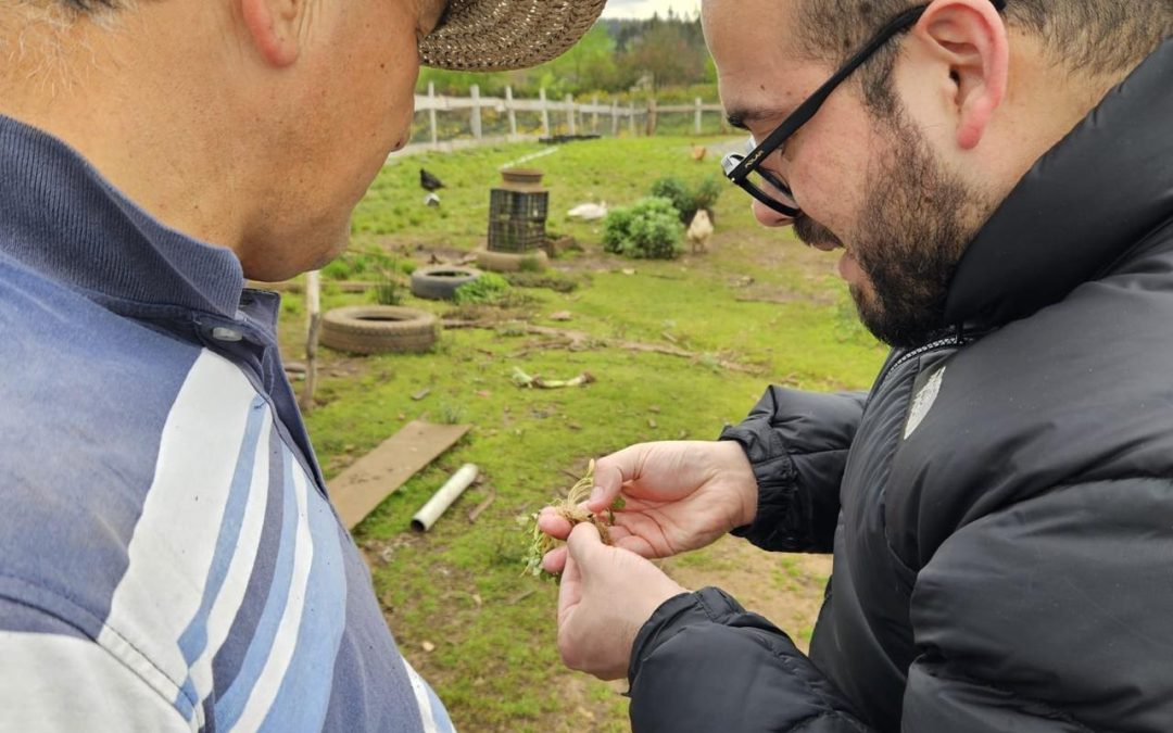 Especialista de INIA visita productores hortícolas de Temuco para conocer brechas productivas