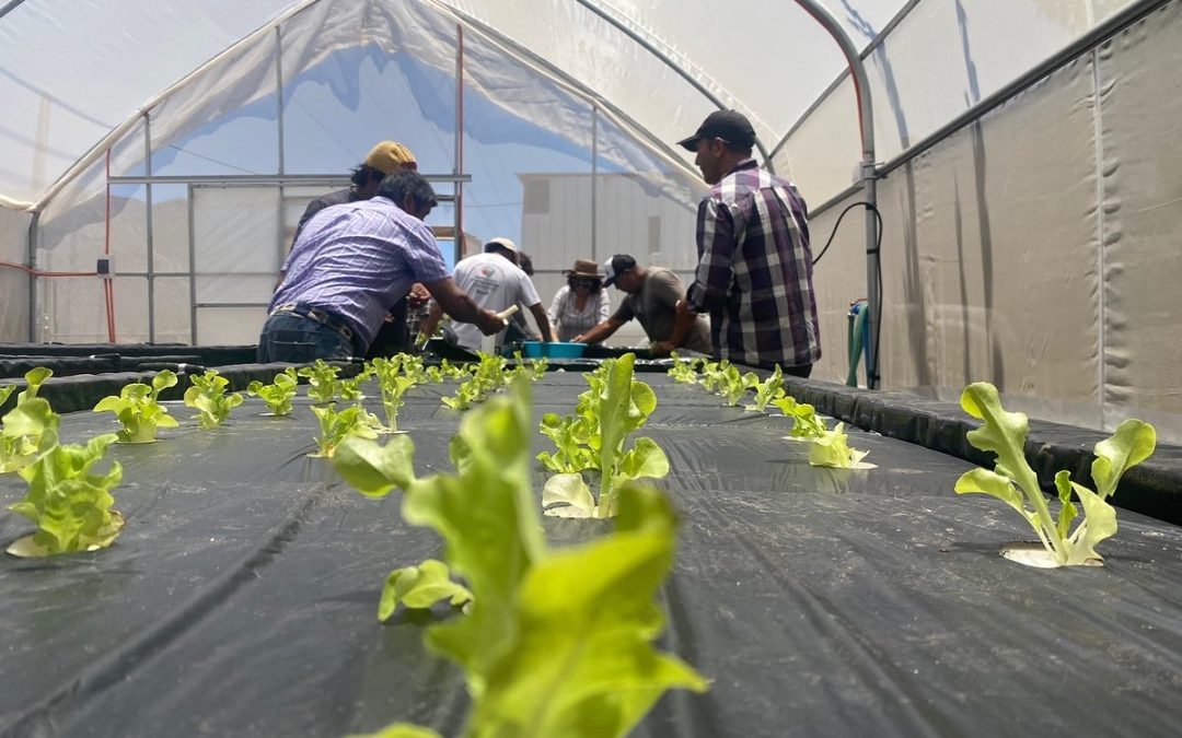 Productores hidropónicos avanzan en la conformación de un gremio que mejore su representatividad y oportunidades de inversión