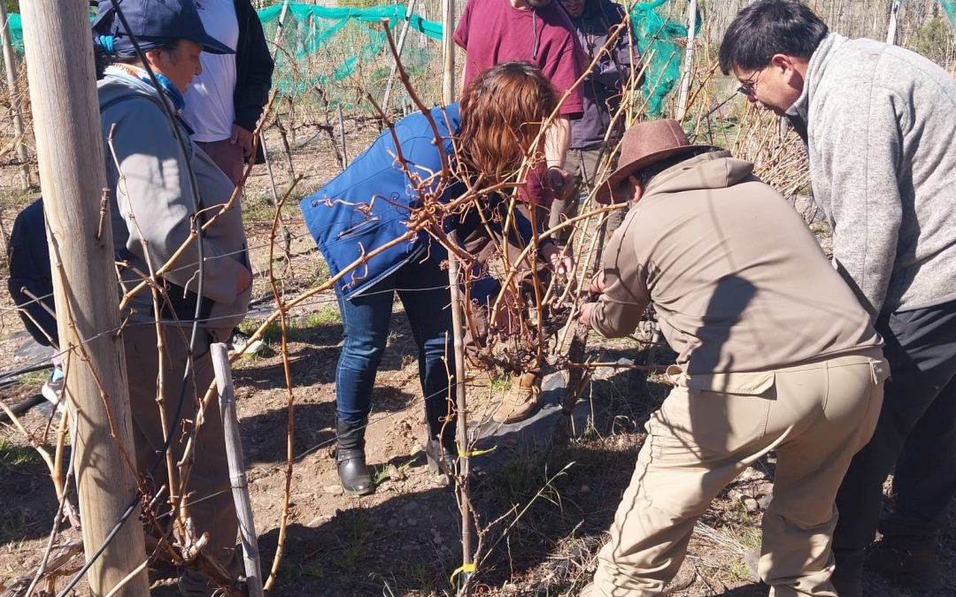 INIA realizó Día de Campo en Chile Chico con Taller Práctico sobre la Poda de Vid