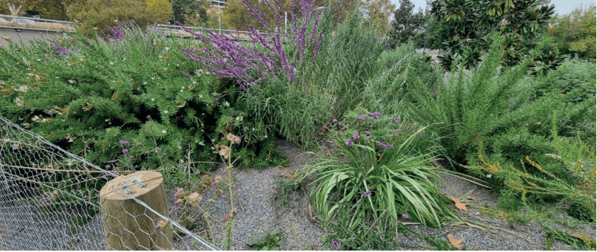 En primavera: cómo mantener el jardín libre de las plagas