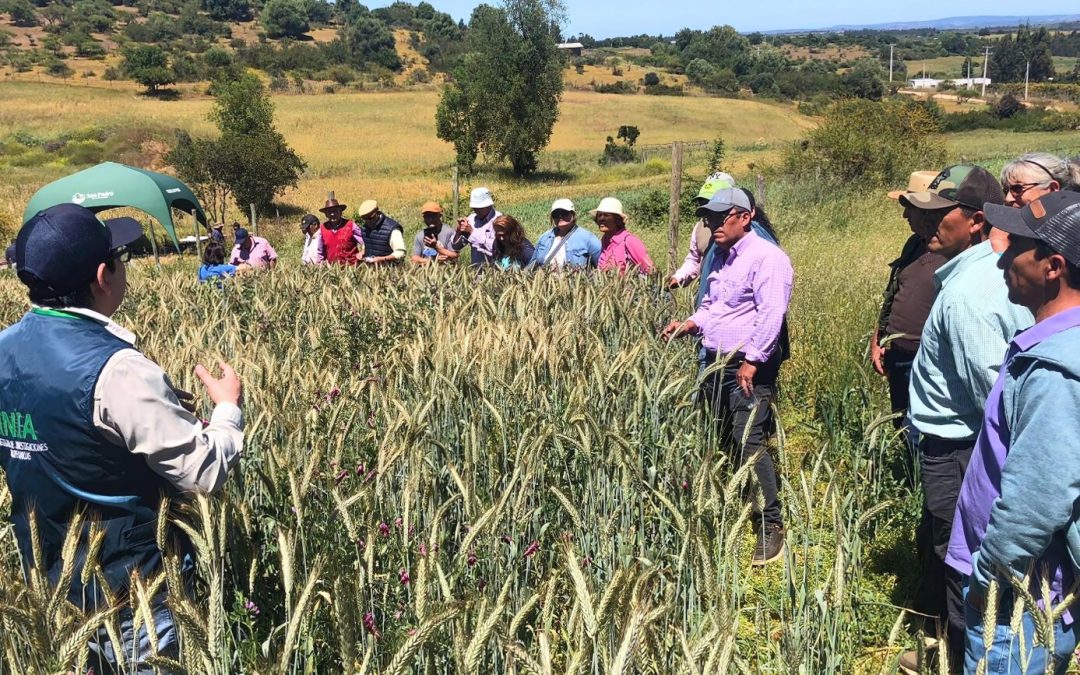 Arveja, triticale y sordán asoman como  alternativas forrajeras en San Pedro (RM)