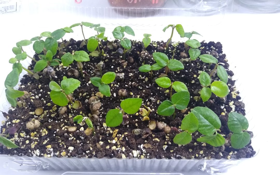 Webinar gratuito sobre semillas recalcitrantes: innovación en prácticas postcosecha y almacenamiento para la conservación de semillas plantas nativas en Chile