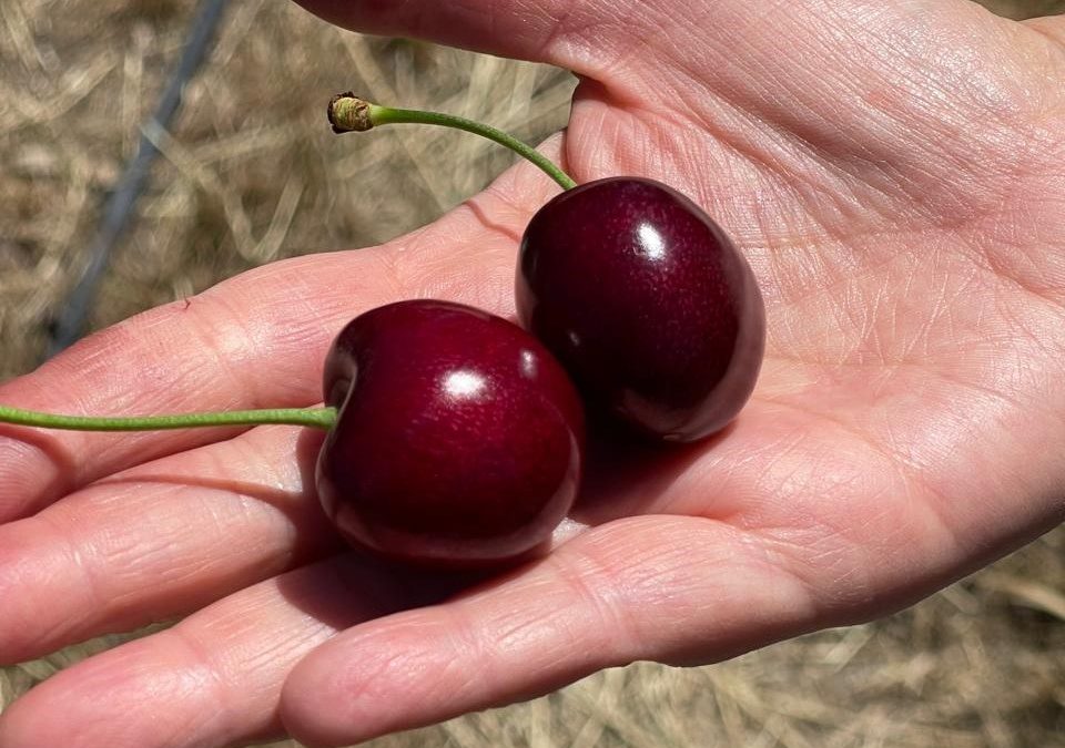 INIA y Biofrutales lideran mejoramiento genético de la cereza en Chile