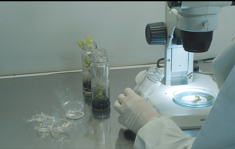 30 años de experiencia: laboratorio de Virología de INIA La Platina ofrece  soluciones integrales para mejorar los cultivos