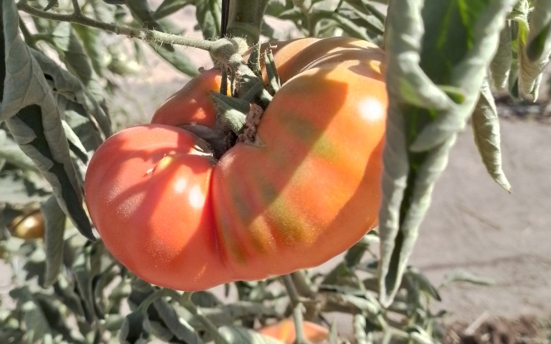 Estudio chileno revela rasgos clave para la adaptación al cambio climático en variedades tradicionales de tomate