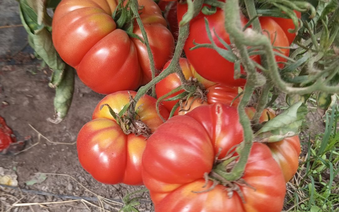 Estudio revela singularidad y la diversidad genética del tomate Limachino