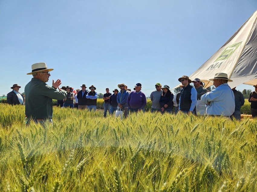 Trigos adaptados a menos agua y a altas temperaturas conocieron agricultores en actividad de INIA en Chillán