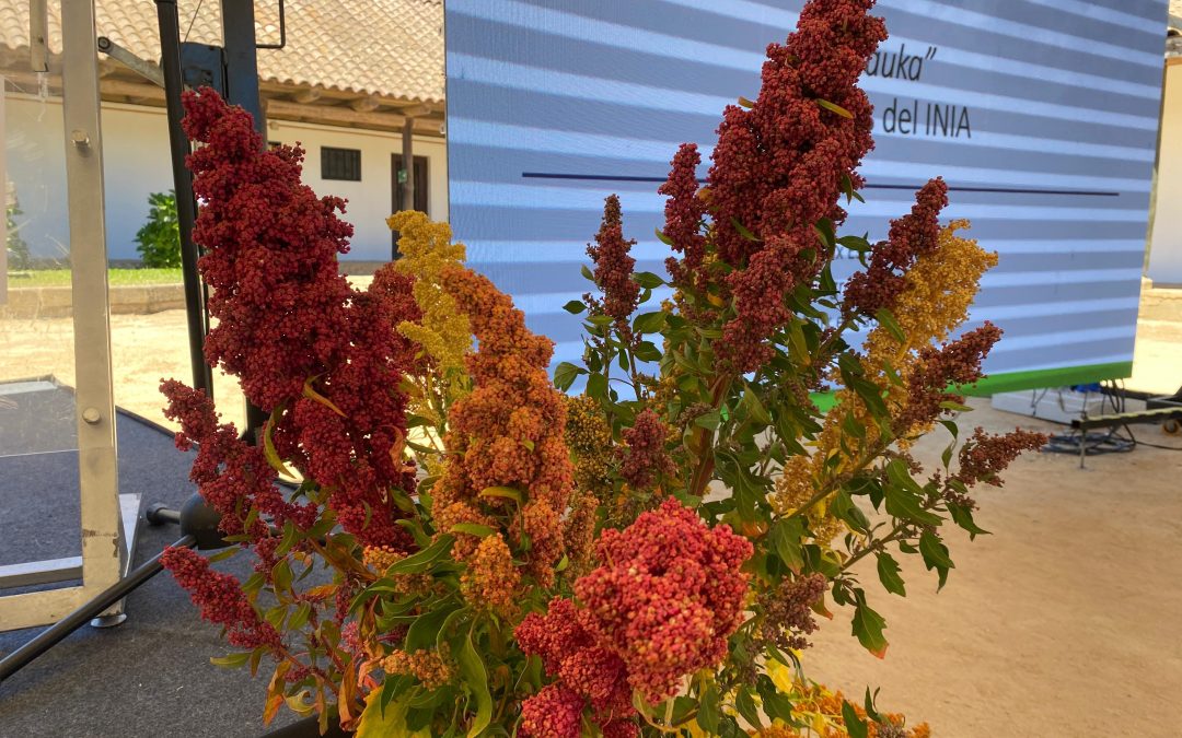 INIA presentó quínoa “Mauka”: una nueva variedad adaptada al cambio climático