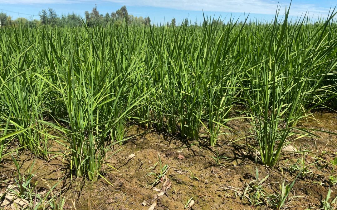 En parcelas demostrativas de la región del Maule: Minagri muestra cómo se está desarrollando la nueva variedad de arroz Jaspe Flar