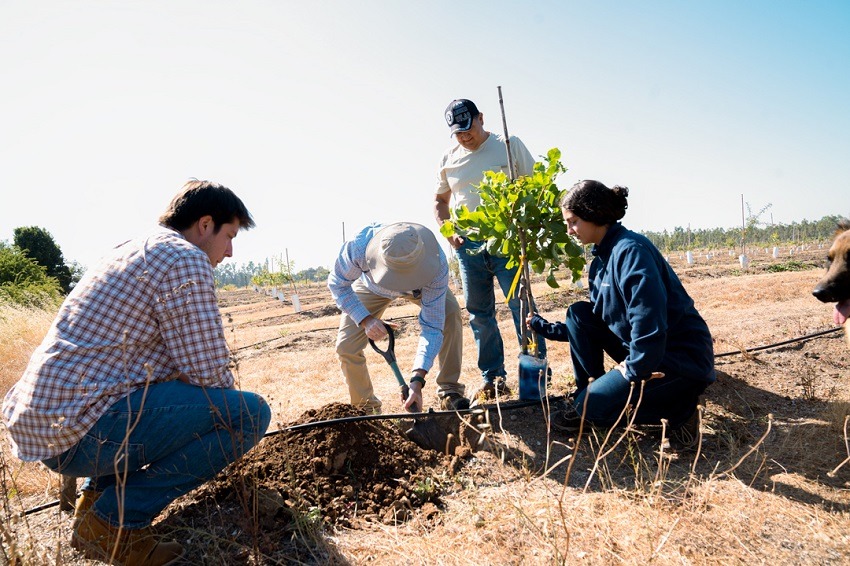 Fruticultores de Ñuble podrán acceder a giras internacionales  en innovador proyecto ejecutado por INIA