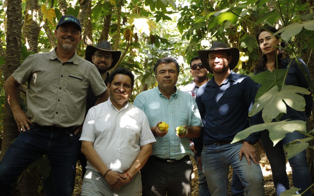 Ministro Valenzuela visitó huerto en Pan de Azúcar para respaldar el proyecto que busca darle un “Sello de Origen” a la papaya