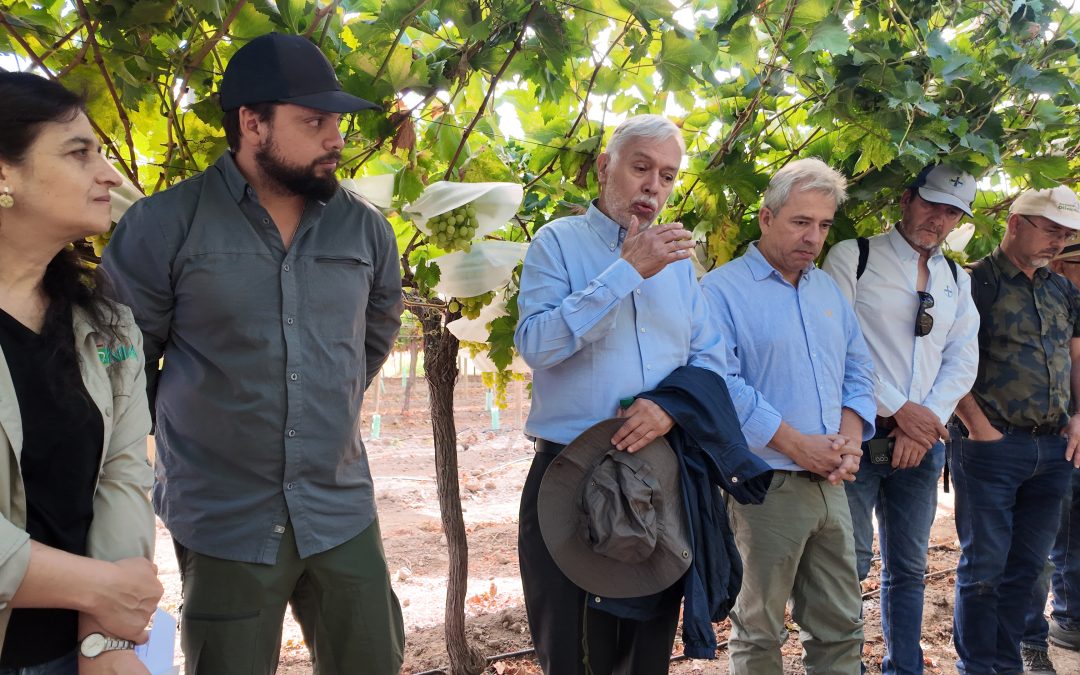 Día de campo en INIA La Platina: Autoridades de INIA y Biofrutales confían en las características de la nueva uva de mesa “INIA G-4”