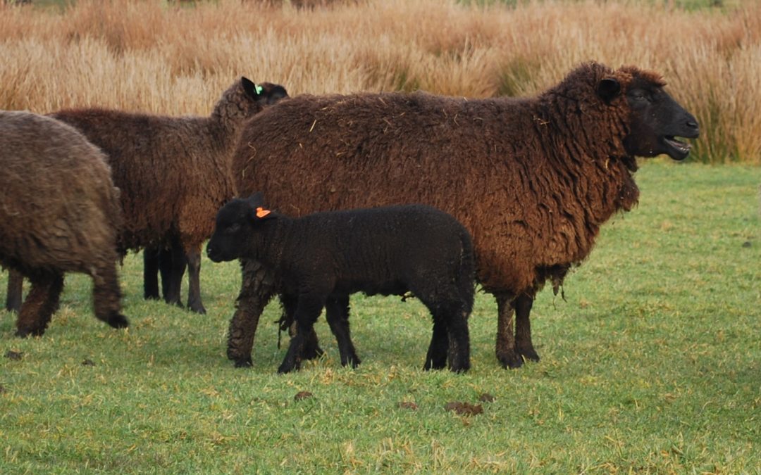 Buscan estrategias para la conservación y gestión de la raza ovina chilota