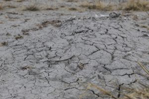Laguna Blanca