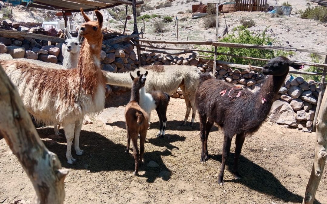 Ganadería sustentable en territorios extremos: INIA lanza grupo estratégico en Camiña