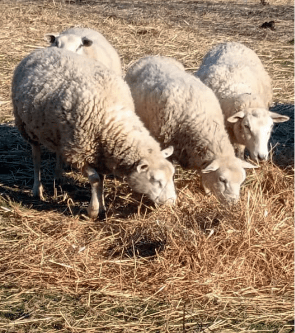 INIA La Platina e INIA Carillanca publican nuevo informativo  sobre el uso de rastrojos de cereales en nutrición animal