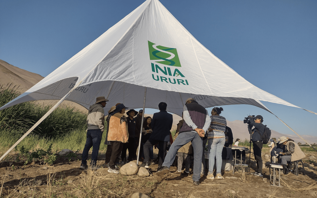 INIA URURI: 17 años impulsando la agricultura del desierto desde el extremo norte de Chile