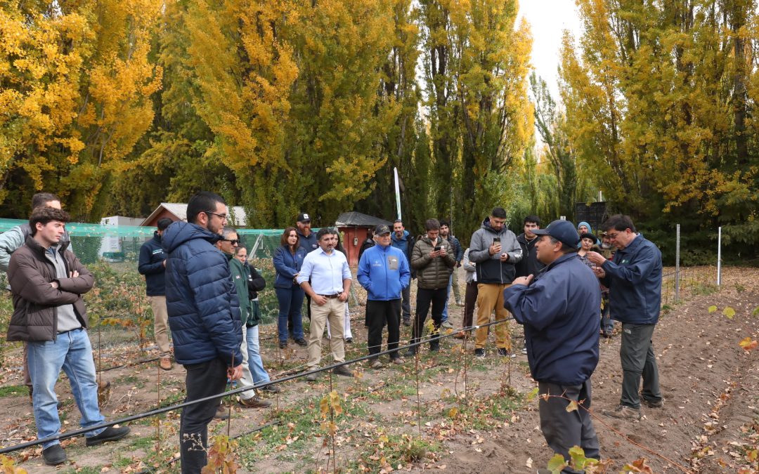 Chile Chico fortalece desarrollo vitivinícola con Día de Campo organizado por INIA Tamel Aike