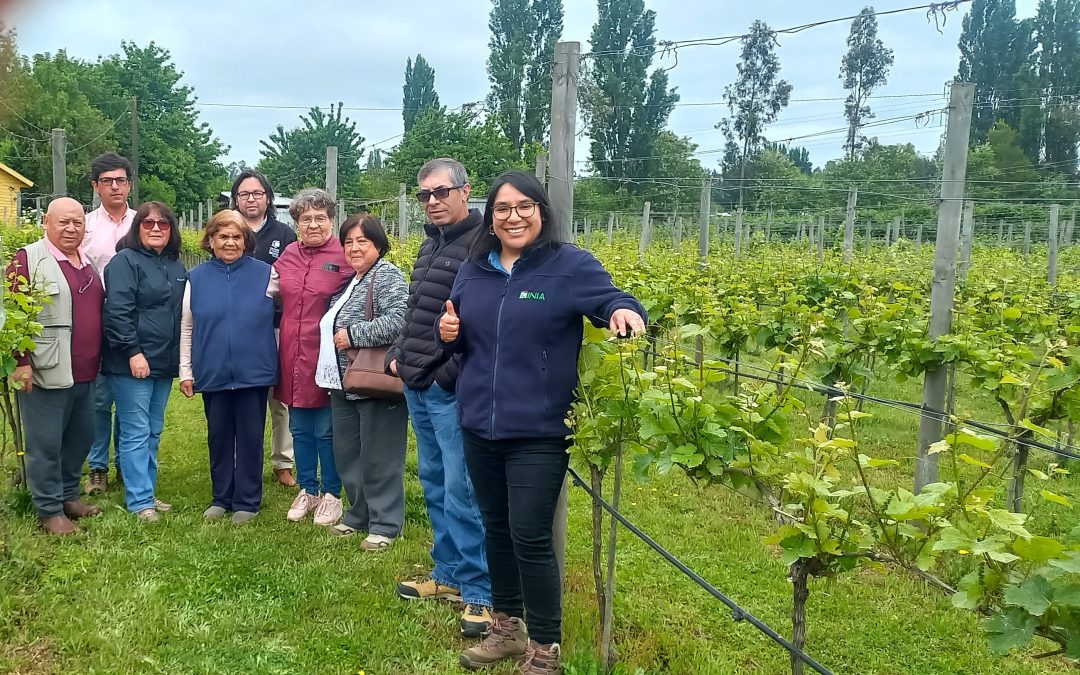 Finalizan las actividades del Grupo GTT-INIA Viñateros de La Araucanía tras 20 meses de trabajo