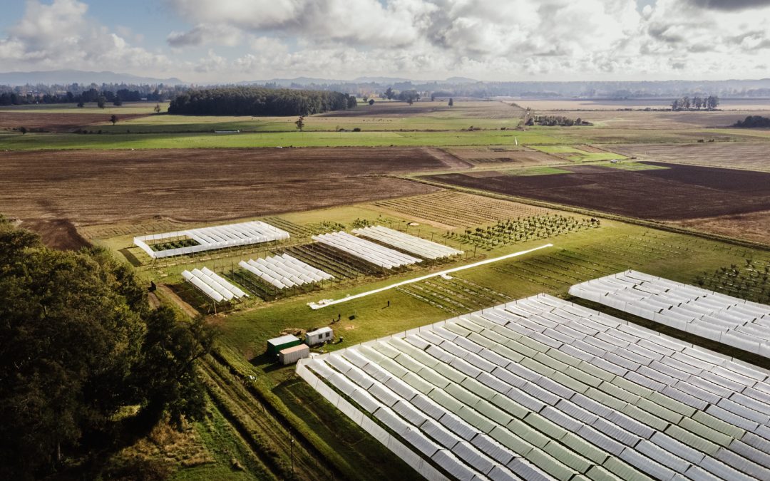 Programa GORE-INIA Araucanía Frutícola prueba nueva tecnología para adaptar el rubro a condiciones climáticas de la región