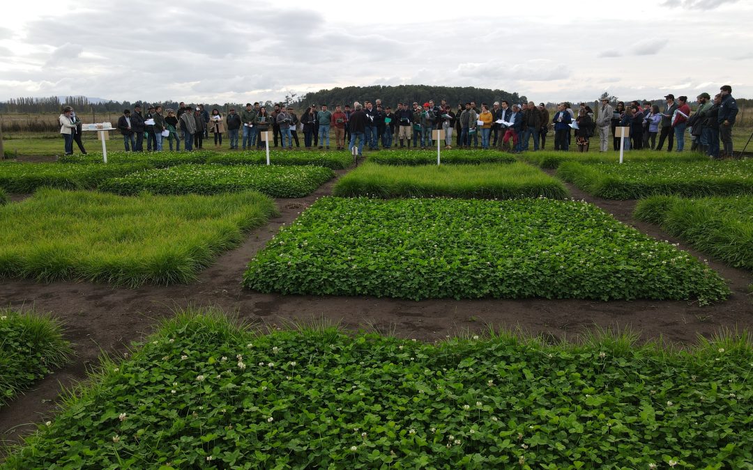 Gracias a proyecto FONDEF IDeA: buscan reposicionar el uso de leguminosas forrajeras en sistemas ganaderos del sur de Chile