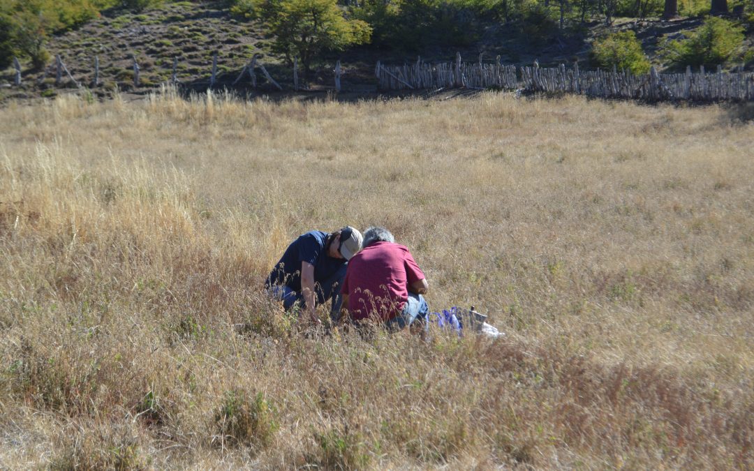 Avanzan acciones de Proyecto  Fontagro – MPI : Ganadería climáticamente inteligente en comunidades Mapuche de Argentina y Chile
