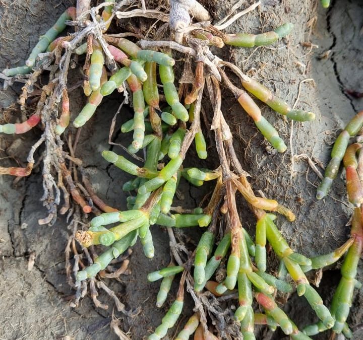 Investigadores de INIA Kampenaike fortalecen cooperación científica binacional en torno a la Salicornia magellanica en Tierra del Fuego