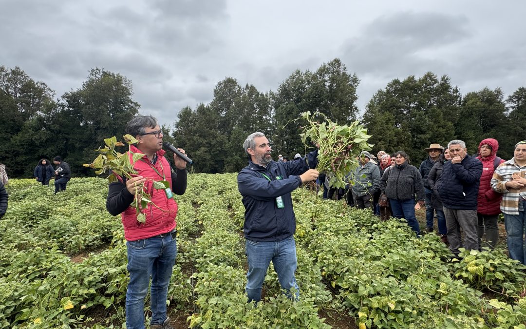 Experto de INIA: “la producción de porotos puede ser una alternativa rentable en la Región de Los Ríos”
