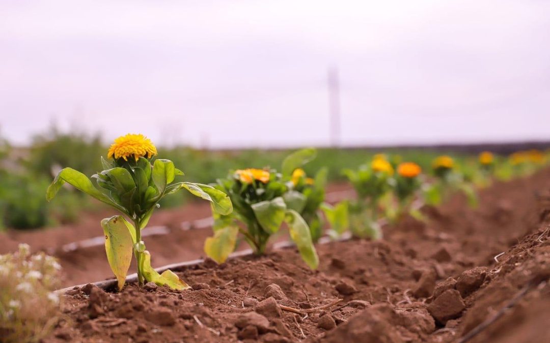 Columna de opinión. Eficiencia hídrica: un compromiso con la agricultura del futuro