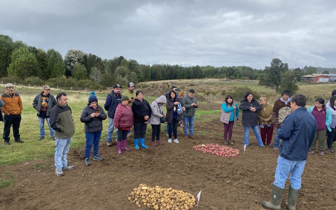 Pequeños productores y asesores técnicos de Chiloé participaron en jornada técnica sobre suelo, agua y rendimiento en papas