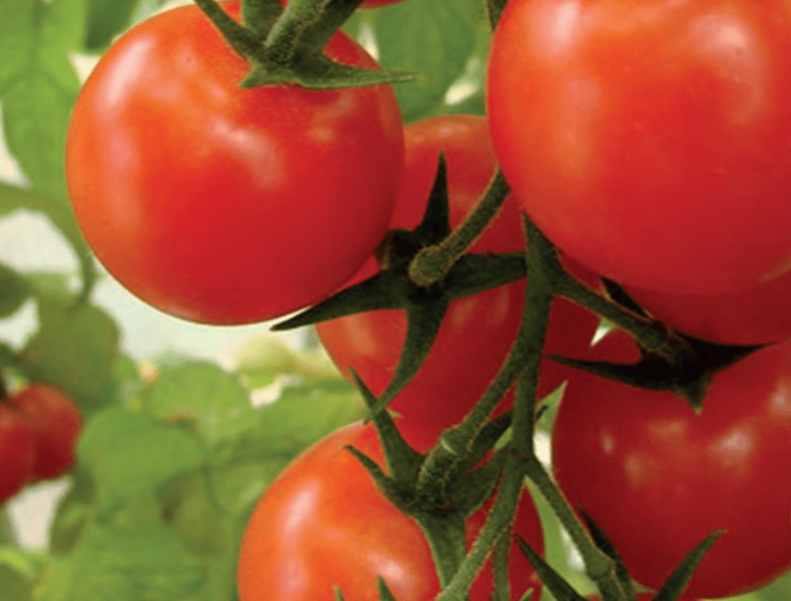 Unidad de Recursos Genéticos de INIA La Platina impulsa  la conservación de especies hortícolas, maíces, vides y frutales