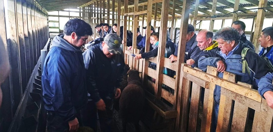 Día de Campo sobre manejo nutricional de ovinos y bovinos en INIA Butalcura