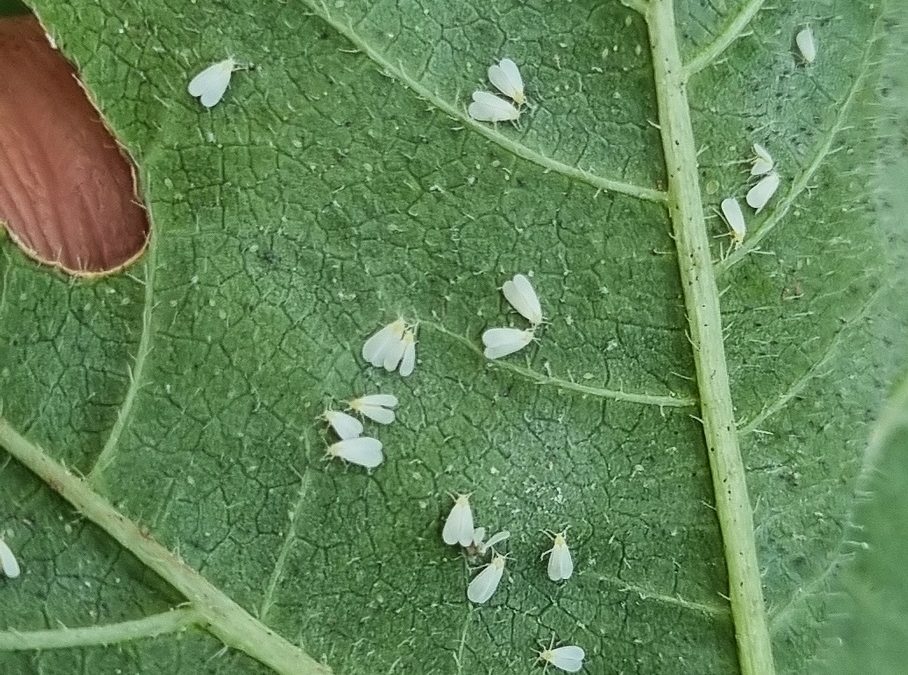 INIA La Platina publica nueva ficha técnica sobre mosquita blanca en pimiento: identificación y manejo sustentable