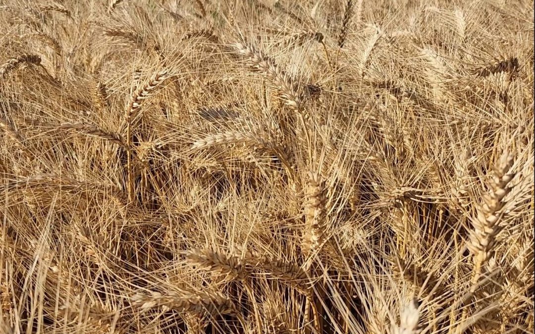 Investigadores de INIA sostienen que es posible mitigar variaciones del precio del trigo y salvaguardar la rentabilidad