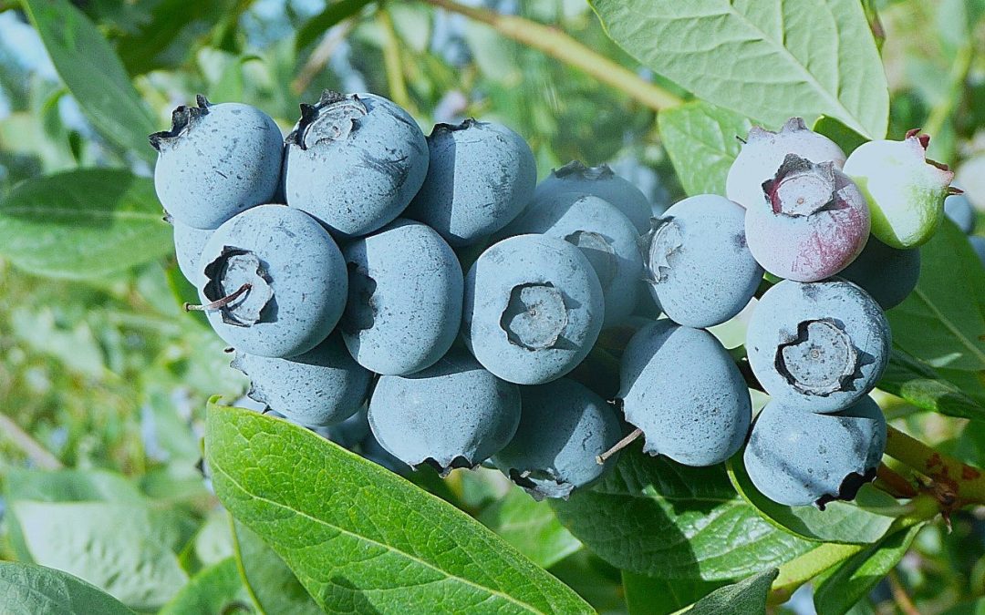 Investigador de INIA destacó importancia de composición nutricional de arándanos para obtener fruta de calidad