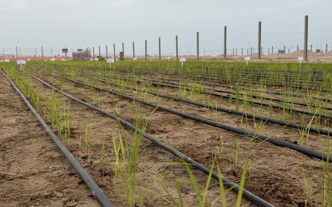 Inédito: científicos del INIA prueban sembrar arroz que resiste a la sequía en Arica y Parinacota